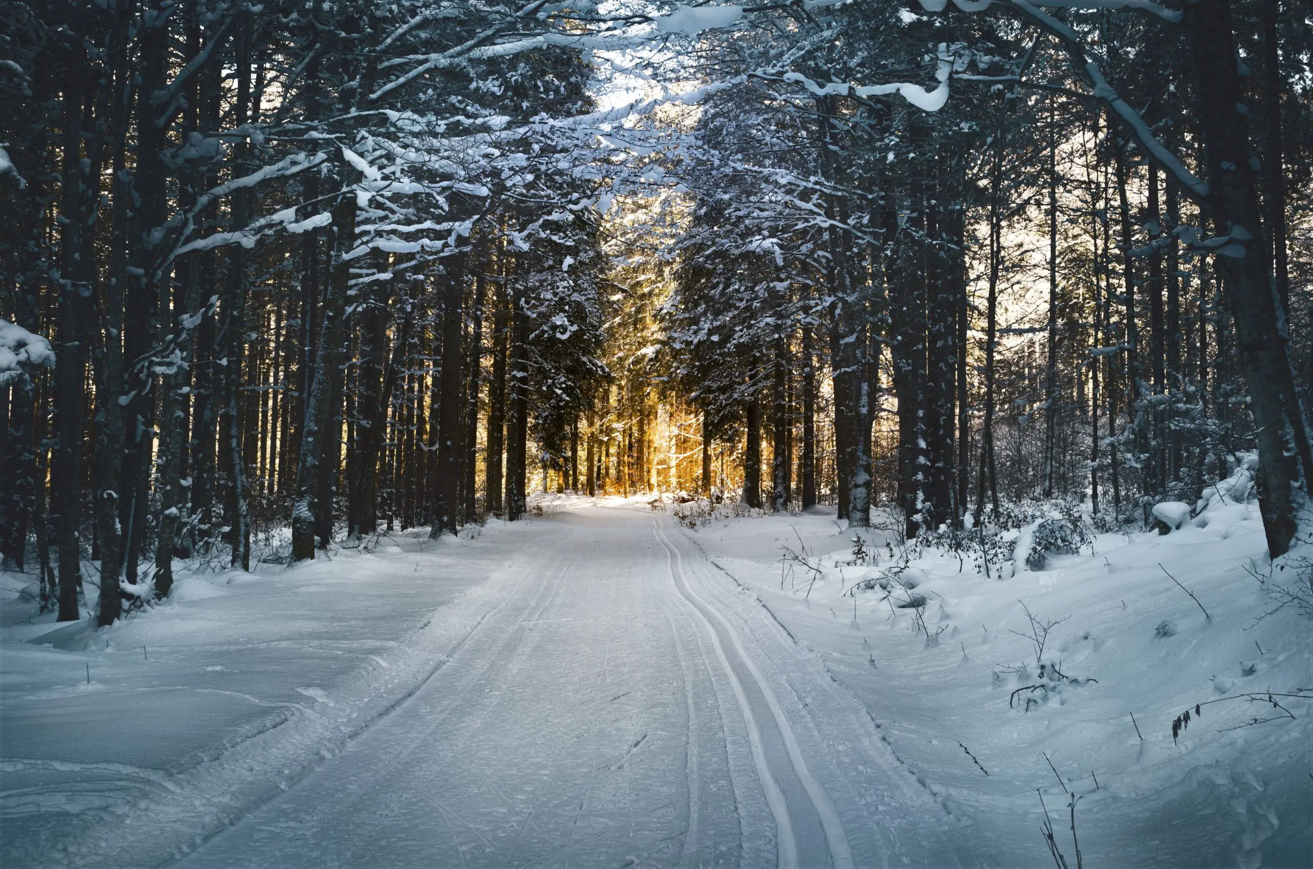 A road in the snow, surrounded by trees