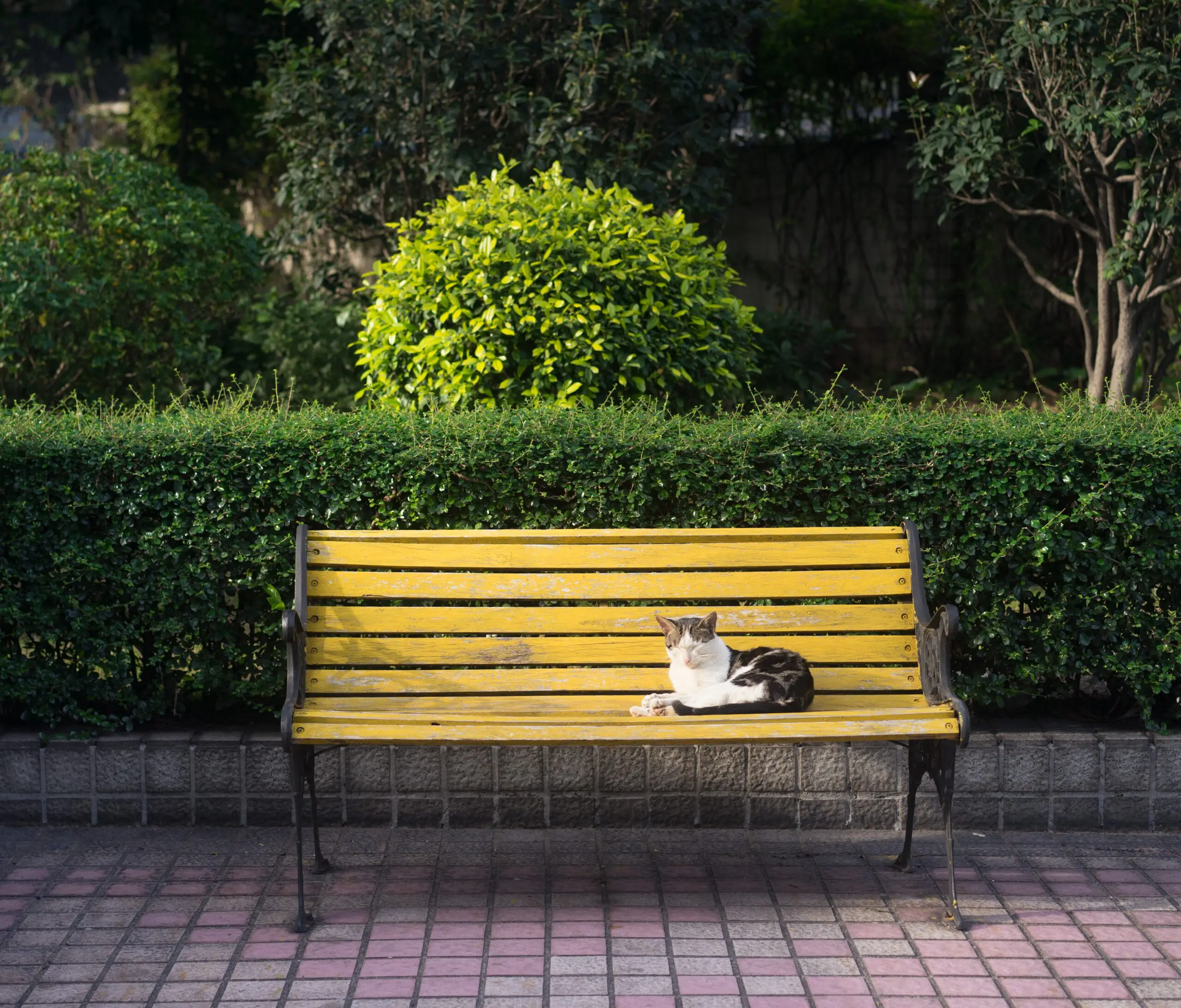 A cat sitting in the centre of a bright yellow bench