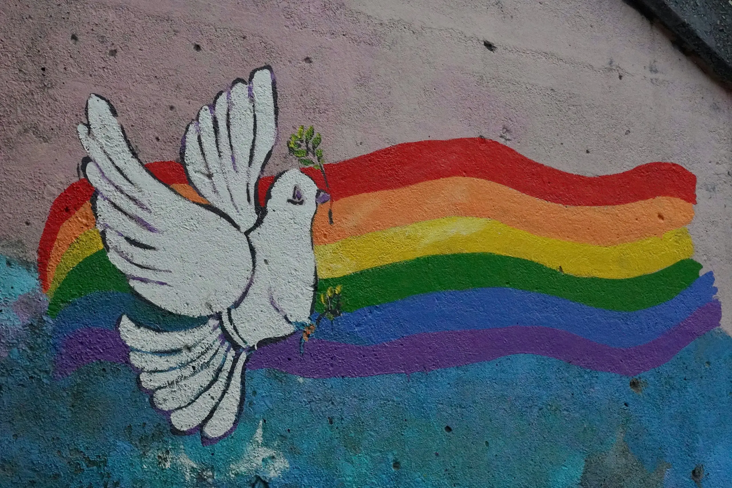 Pride-month-2024- dove-in-front-of-a-rainbow-spray-painted-on-a-wall