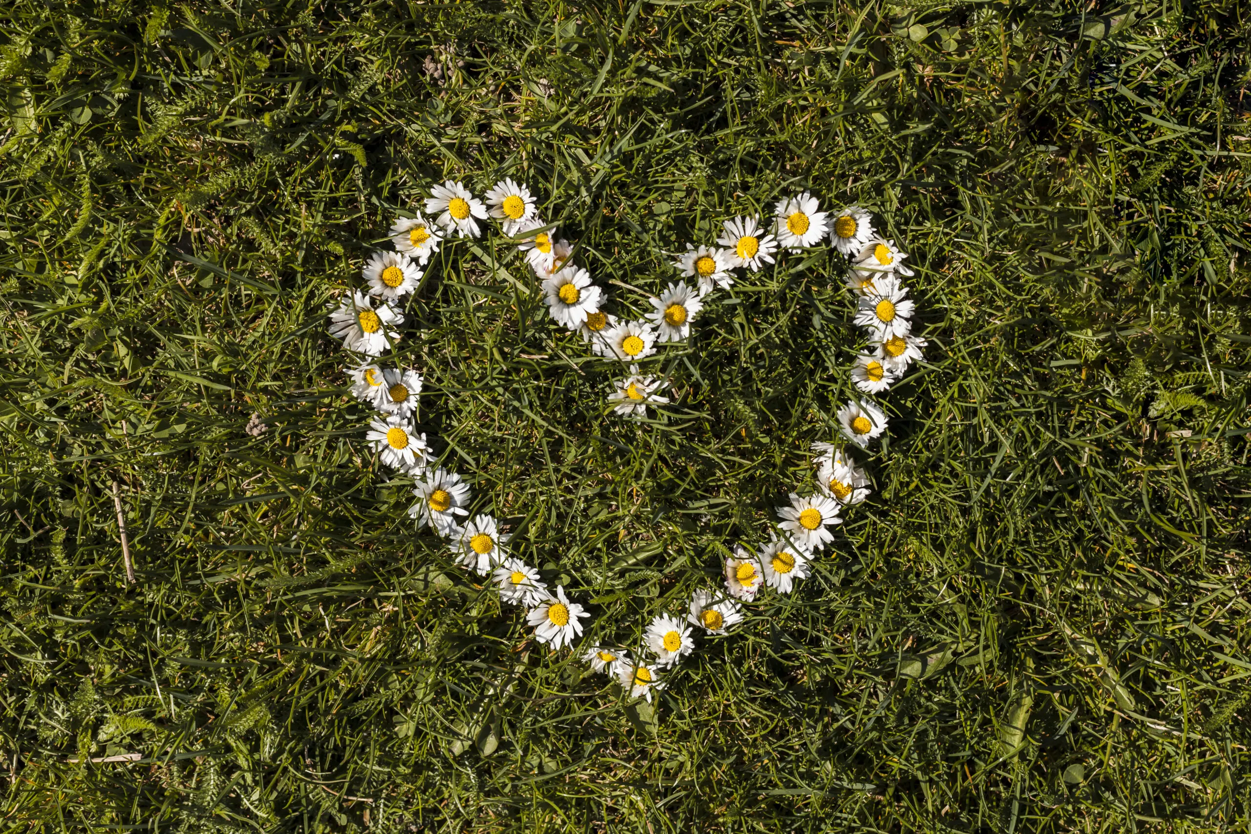 daisies in a field shaped like a heart
