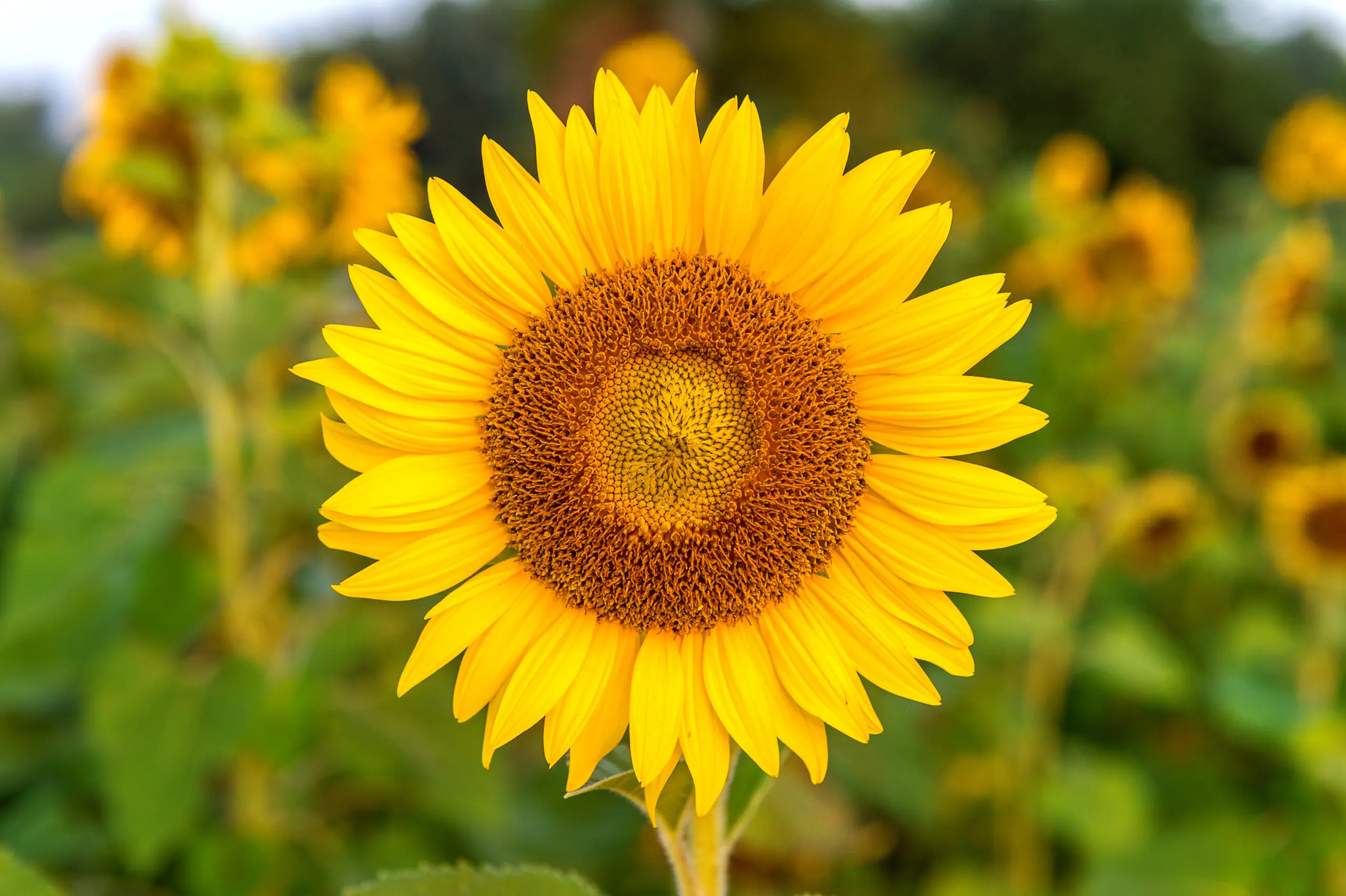 Sunflower natural background, Sunflower blooming in spring
