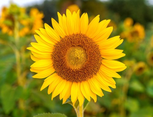 The Hidden Disabilities Sunflower: Why Recognition Matters 